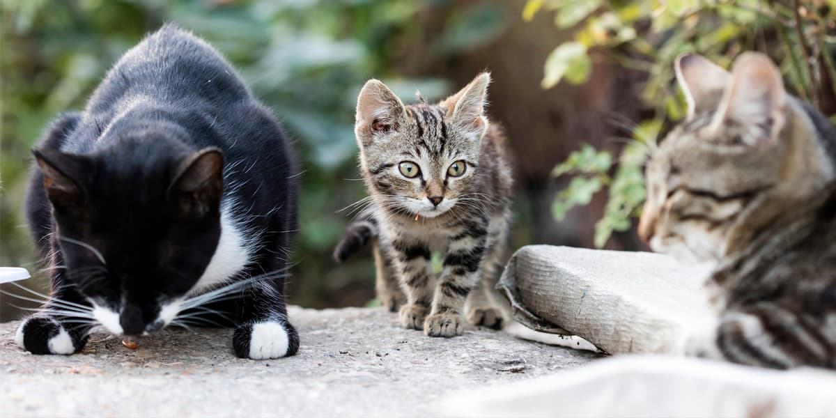 Ayuntamiento y Gatos de El Puerto trabajan en un protocolo para mejorar la gestión de las colonias felinas