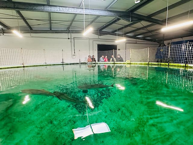 Germán Beardo visita las obras de la nave de engorde de seriola de Acuicultura Cádiz EME-450.1 en la dársena del Río
