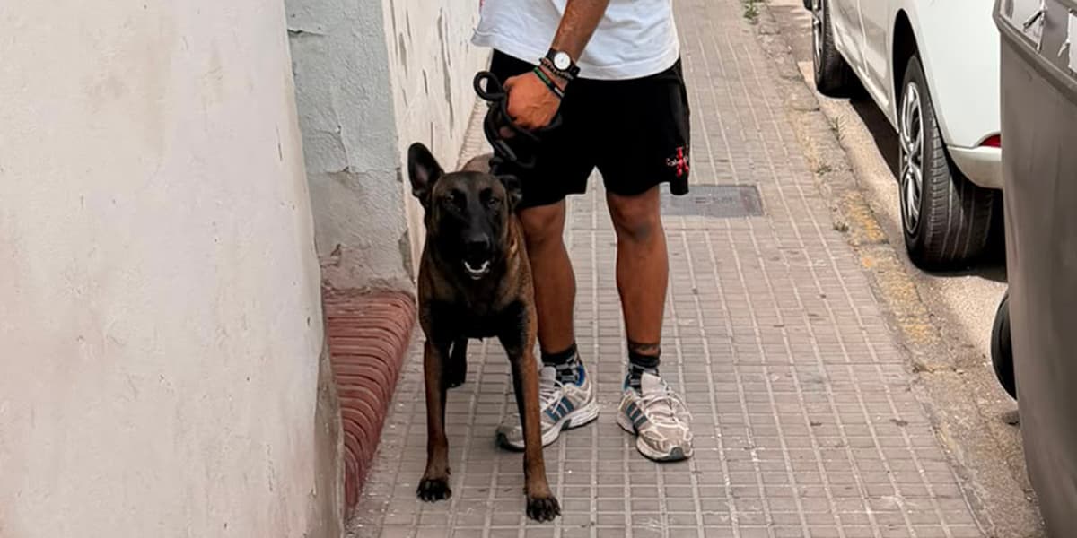 La Policía Local interviene un perro implicado en diversos episodios de mordeduras en la zona centro