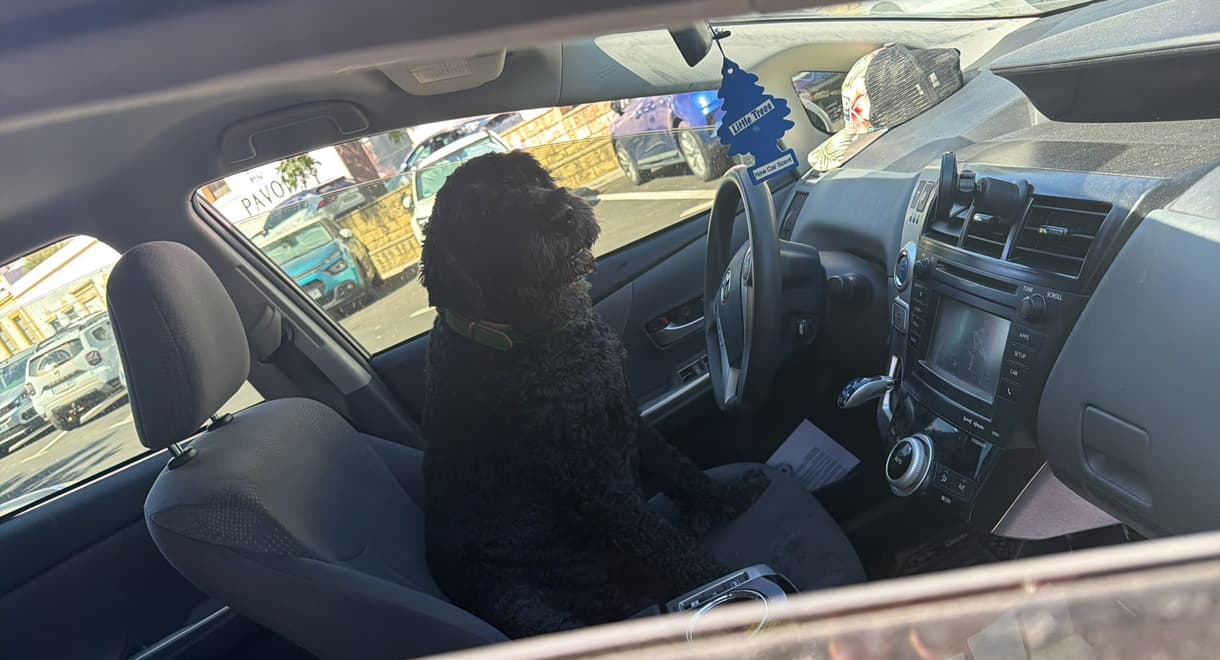 La Policía Local denuncia al responsable de un vehículo por dejar a un perro expuesto al sol